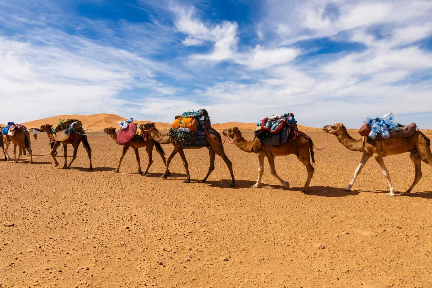 Camel trekking in Merzouga desert